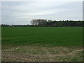 Crop field off Brigg Road in LN7 6RU