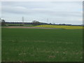 Crop field near Cuxwold in LN7 6BP