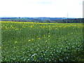 Field of oilseed rape off Greenfields Road in DL14 0LL