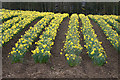 Field of daffodils, Balloch, Alyth in PH11 8HG