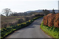 Roadside daffodils between Coupar Angus and Campmuir in PH13 9JD