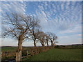 Tree-lined track between fields in G77 5US
