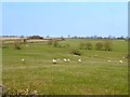 Sheep grazing near Walcot in Walcot Near Folkingham
