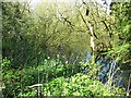 Pond by Lyng Hall Farm in Wood Norton