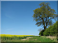Oilseed rape crop by the Londs in NR20 5AX