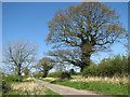 Ivy-clad oak tree beside Green Lane in Guist