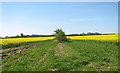 Oilseed rape crop fields by Upper Guist in Guist