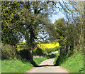 Green Lane, Upper Guist in Guist