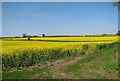 Oilseed rape crops by Upper Guist in Guist
