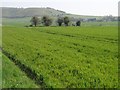 View across fields towards Cliffords Hill in SN10 3NL
