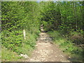 Footpath through Underlaid Wood in LA7 7BD