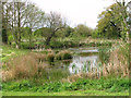 Pond in Plumstead Green in Plumstead