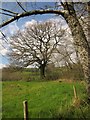 Tree near Chantry Farm in DT8 3ER