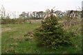 Garlanded Christmas tree by the pond opposite Holt Plantation in LN8 3QR