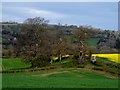 Oak trees at the corner of a field in HR3 5HT