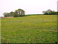 Dandelions in meadow beside Watery Lane in PE32 2YQ