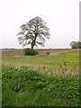 Tree growing on field boundary in PE32 2YQ