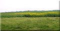 Oilseed rape crop field beside Beeston Road in PE32 2LZ