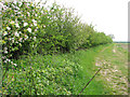 Flowering shrubs in field boundary hedge in PE32 2LX