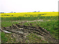 Flowering oilseed rape by Hall Green in Longham