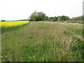 Oilseed rape crop by Honeypot Wood in NR19 2NE