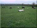 Mares and foals in a field near Lower Pavenhill Farm, Purton in SN5 4DH