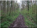 Public footpath through Redlodge Plantation in Braydon