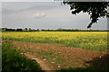 Field of rape, Great Wakering in SS3 9TY