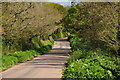 East Devon : Country Road in EX5 3DB