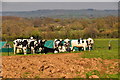 East Devon : Cattle Grazing in EX5 3DB