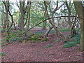 Backwarden Woodland, Danbury Common in CM3 4ER