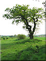 Gnarly oak tree beside Green Lane in Hellington