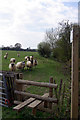 Sheep by the stile in TN27 9PH