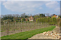 Orchard, College Farm in East Sutton