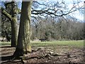Picnic area in Pitcheroak Wood, Redditch in B97 6UA