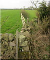Field boundary by Otley Road in HG3 1QT