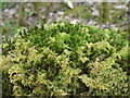 Beautiful green moss in LL40 1YF