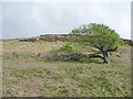 Split tree below West Crag, Binsey in Bewaldeth and Snittlegarth