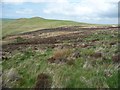Rough grassland between West Crag and Whittas Park in Bewaldeth and Snittlegarth