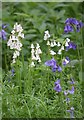 White bluebells in IP33 3RB