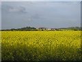 Oilseed rape and West Hill Farm in Hougham