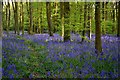 Cawston Wood Bluebells in CV22 7RY