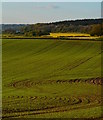 Young crops near Harefield Copse, Sulham, Berkshire in RG31 4EU