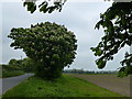 Horse Chestnut tree on Watlington Road in PE33 0DU