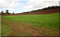 Fields above Aisholt in TA5 1AR