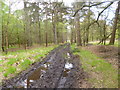 Hamptworth, forestry track in SP5 2EA