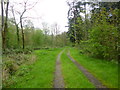 Lyburn Birches, forestry track in SP5 2DN