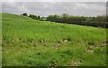 Field on Pinnacle Hill in TA5 1JZ