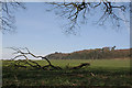 North Plantation, above Upper Tean in ST10 4SB