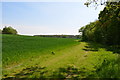 The edge of a crop field near Tiffenden Manor Farm in TN26 3RA